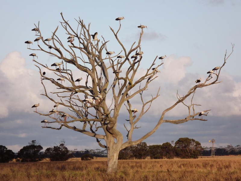 White Stork roosting - Chrisna Steyn